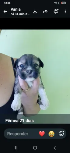 Vendo filhotes de shitizu com maltês 