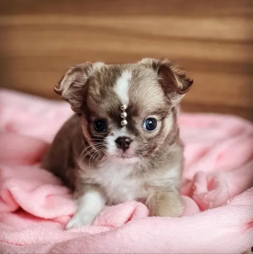 Chihuahua Fêmea Pêlo Longo!! Perfeita Menina.