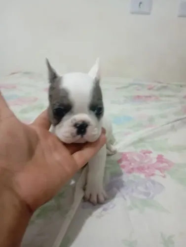 Filhote de bulldog francês 