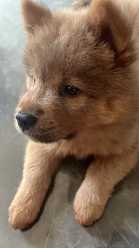 chow chow pura para a venda
