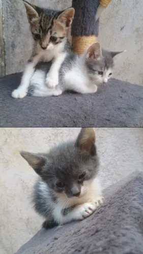 Gatinhos