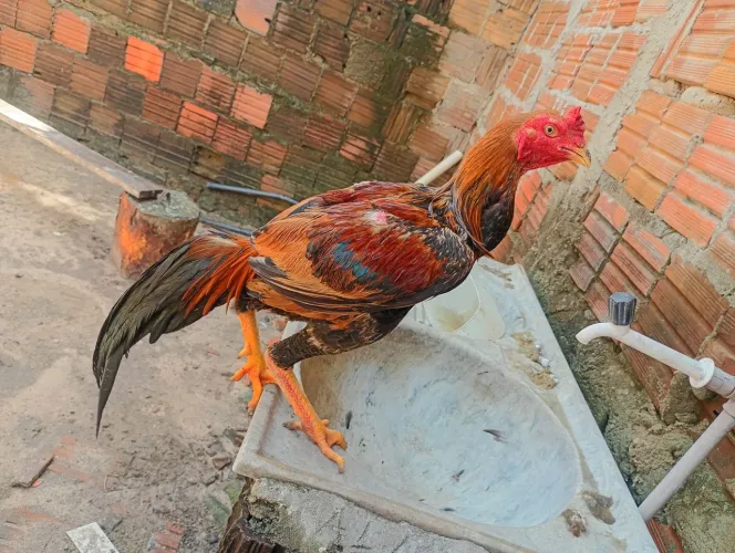 Frango e franga