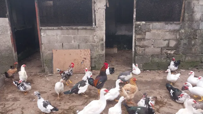 Vendo Galos e Patos