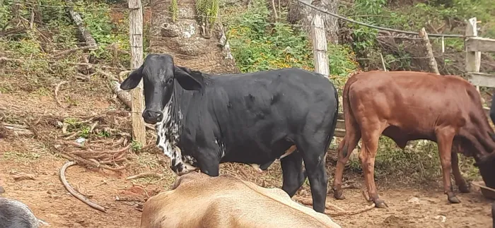 Vende-se vaca e novilha 