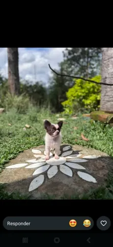 CHIHUAHUAH