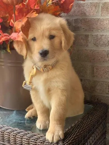 Golden O filhote que parece ter saído de um desenho