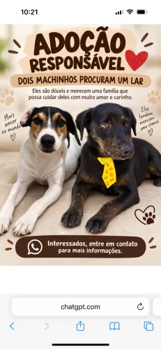 Adoção responsável 