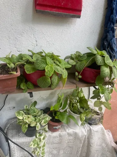 Vendo plantas ornamentais