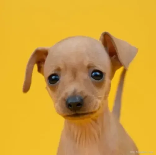 Pinscher/Pincher Cachorro Valente Macho e Fêmea com Pedigree em SP