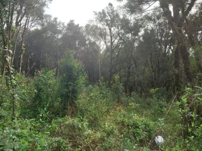 TERRENO EM GRAMADO NO BAIRRO VIVENDAS DO ARVOREDO