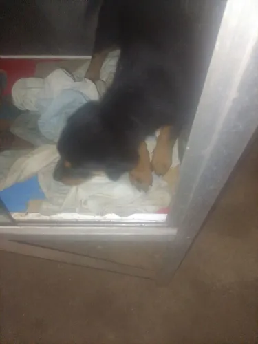 Vendo filhote de Rottweiler fêmea 