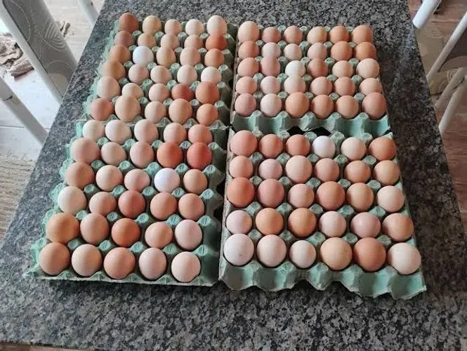 Ovos caipira fresquinhos