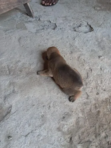 Pastor belga com rottweiler