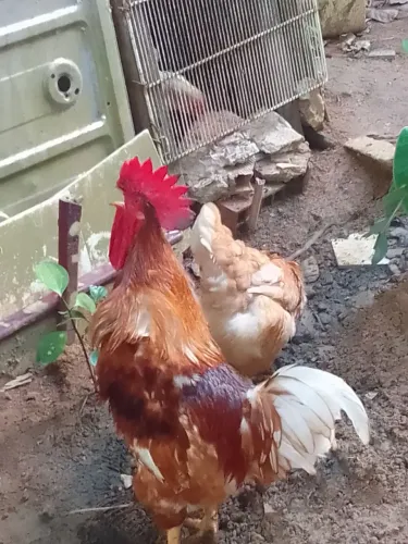Casal Galo e Galinha