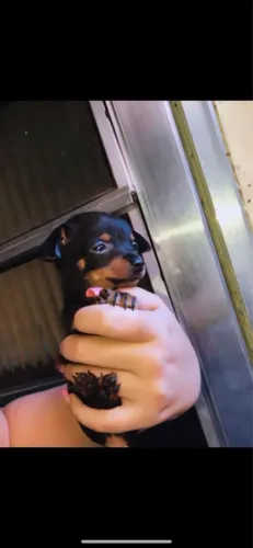 Pinscher 00