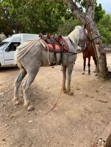 Cavalo 