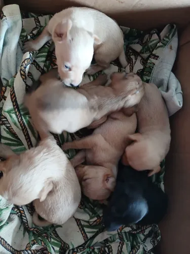 Cachorrinhos 