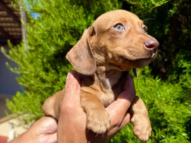 Basset macho disponível passo cartão 