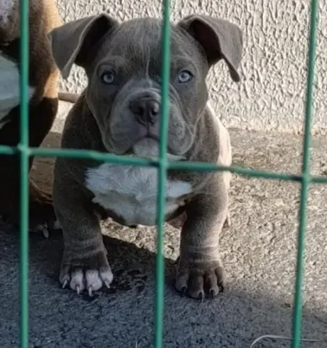 Filhote.american Bully macho
