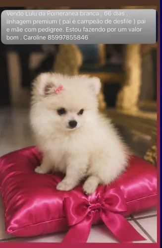 Filhote Lulu da pomeranea fêmea pedigree