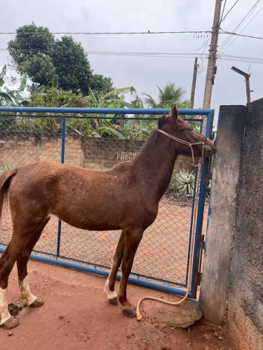 Potra mangalarga