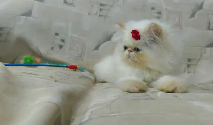 Persa himalaio, pelagem maravilhosa 