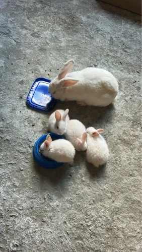 Vendo coelhos filhotes