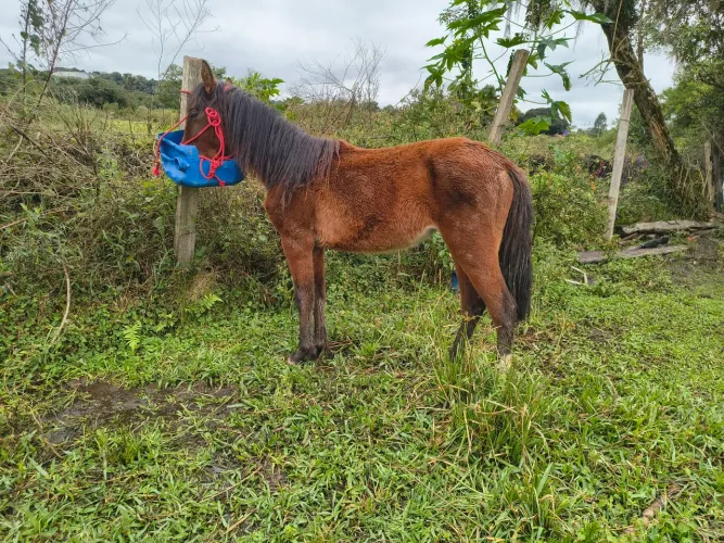 Vendo potranca marcha picada no cabresto 