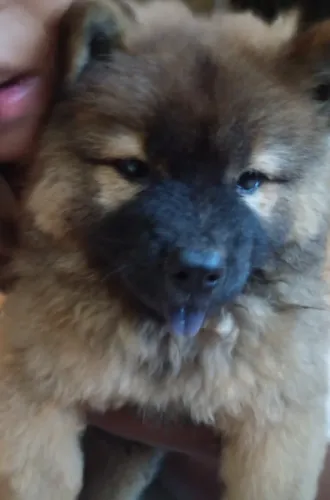 Cachorro 