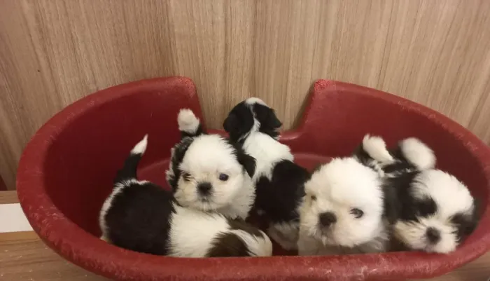 Filhotes shih tzu