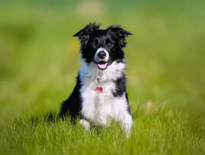 Doa-se border collie Fêmea 