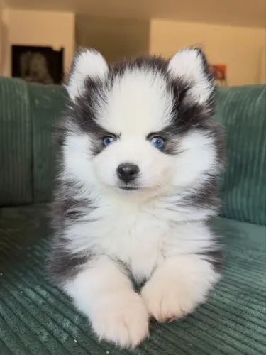 Husky siberiano encantador