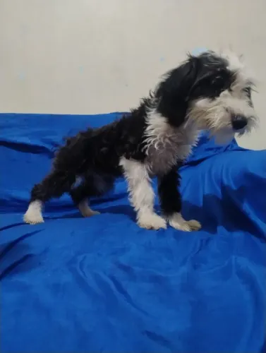 Filhote poodle