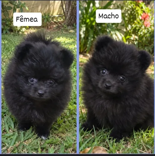 Lulu da Pomerânia 