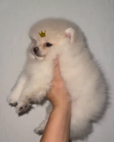 Spitz alemão