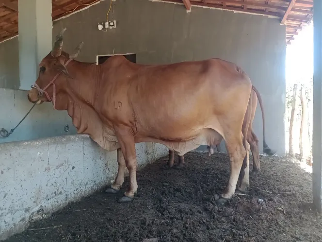 Sindi puro, 4.500