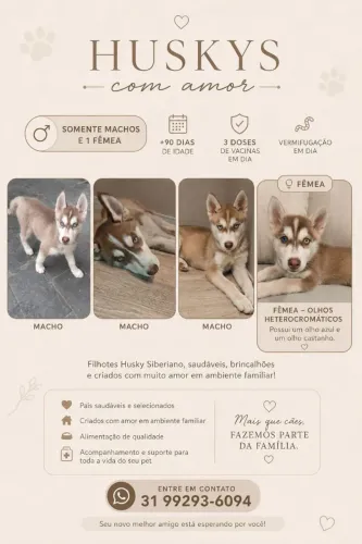 Filhotes de husky Siberiano 