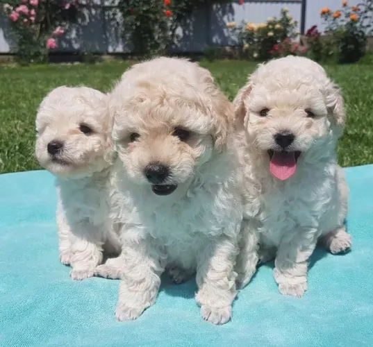 Poodle lindos: Negócio com algo do meu interesse 