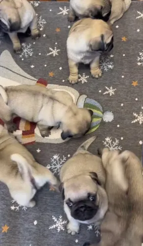 Pug promoçao
