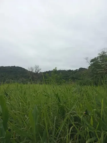 Sítio com 28 alqueires em Potinga - Guaraqueçaba