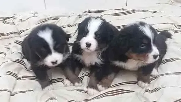 Vendo filhotes de Bernese ( Fêmea) só hoje baixou o preço 