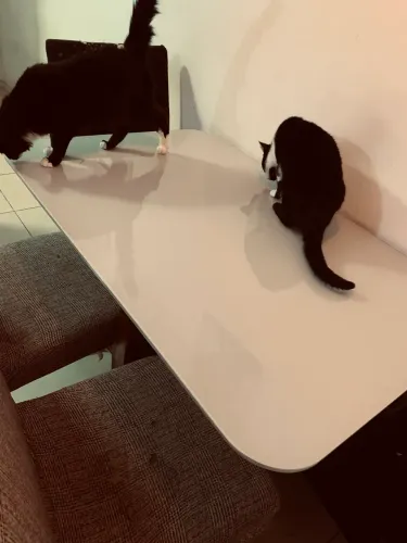Mesa de jantar 