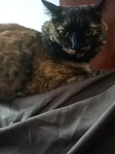 Gata para adoção 