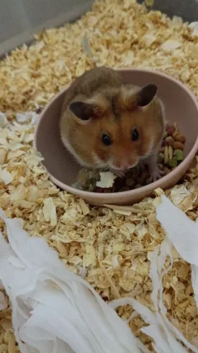 Hamster 