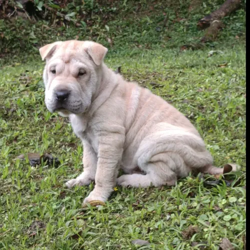 Belíssimo filhotes Sharpei machos é fêmea vacinados 