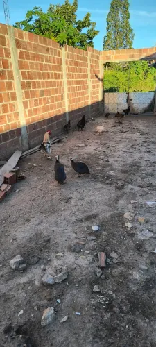 Vendo marrecos e Guiné