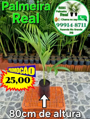 Palmeira Real vários tamanhos a partir de 25 reais