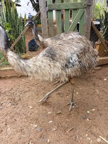 Emu macho