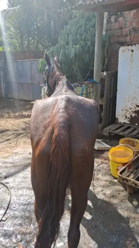 Estou vendendo tem conversar no valor