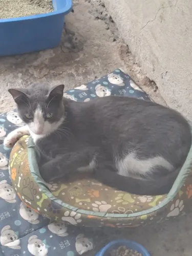 Dou gatinhos